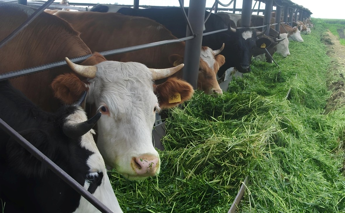 Фото: РБК Черноземье