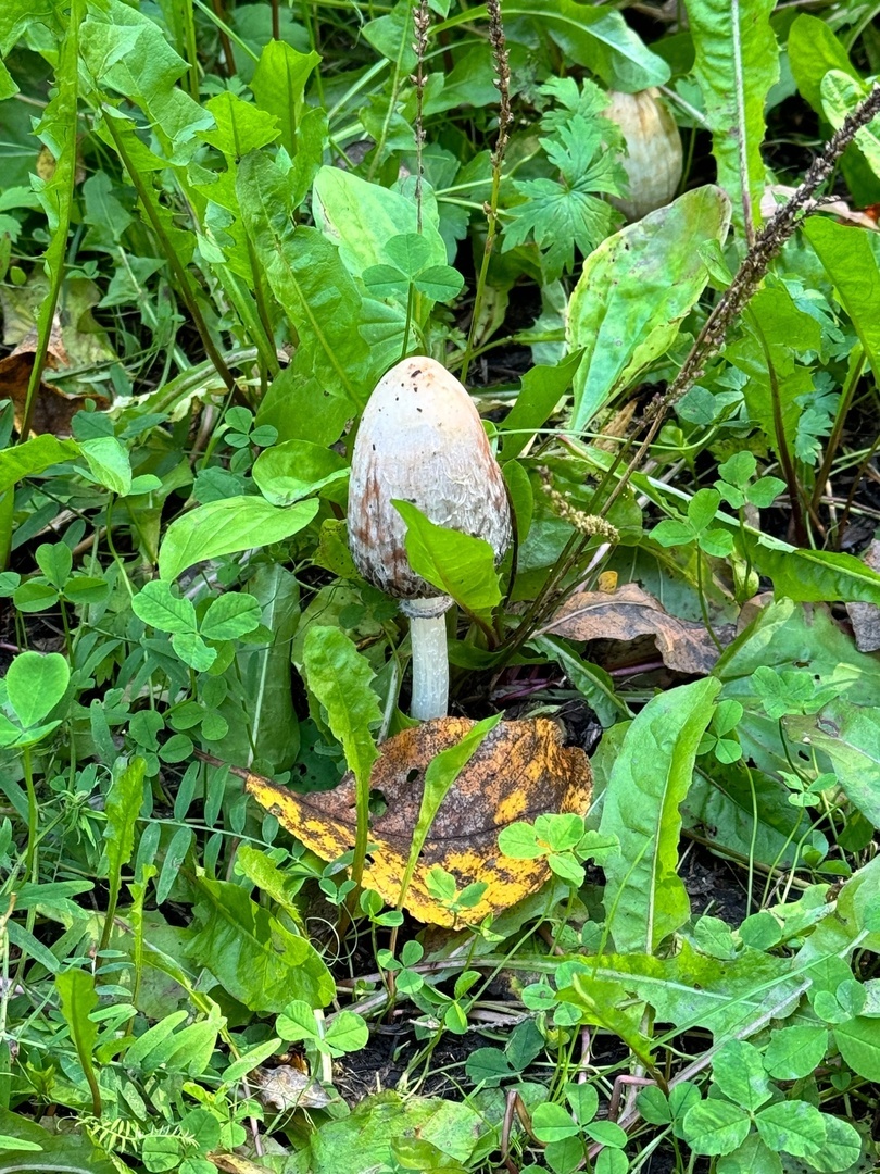 Просто грибочек в парке. Ничего такого.