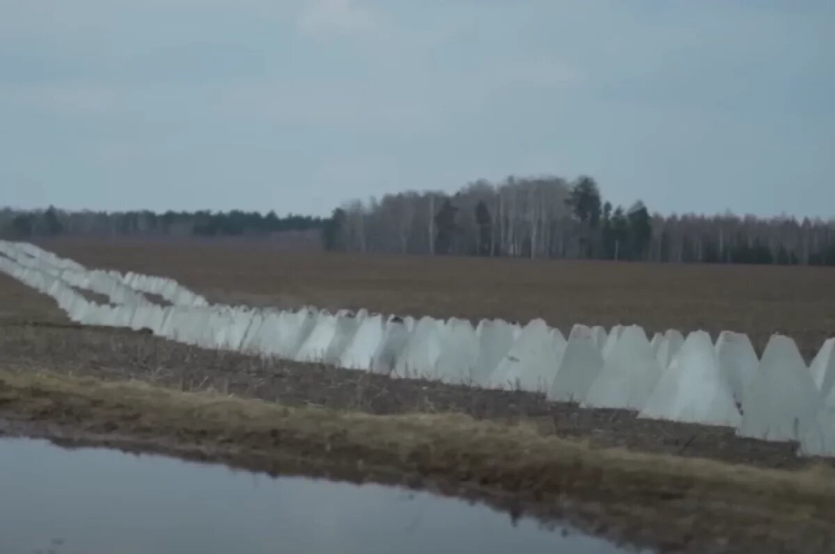    В Черниговской области фортификации поросли сорняками и обвалились