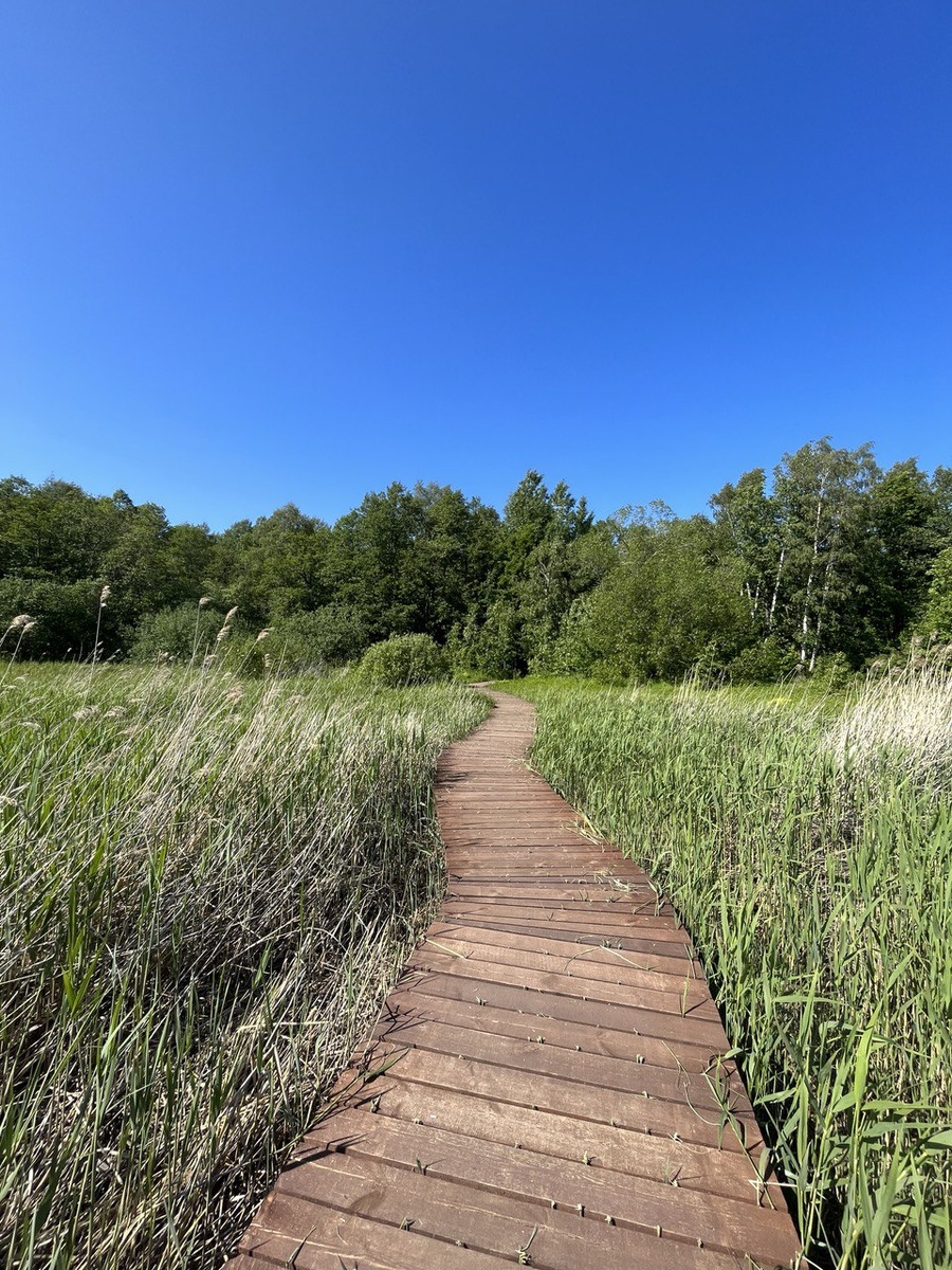 Красивые фотокарточки среди зелени с виднеющейся вдали Лахтой обеспечены!
