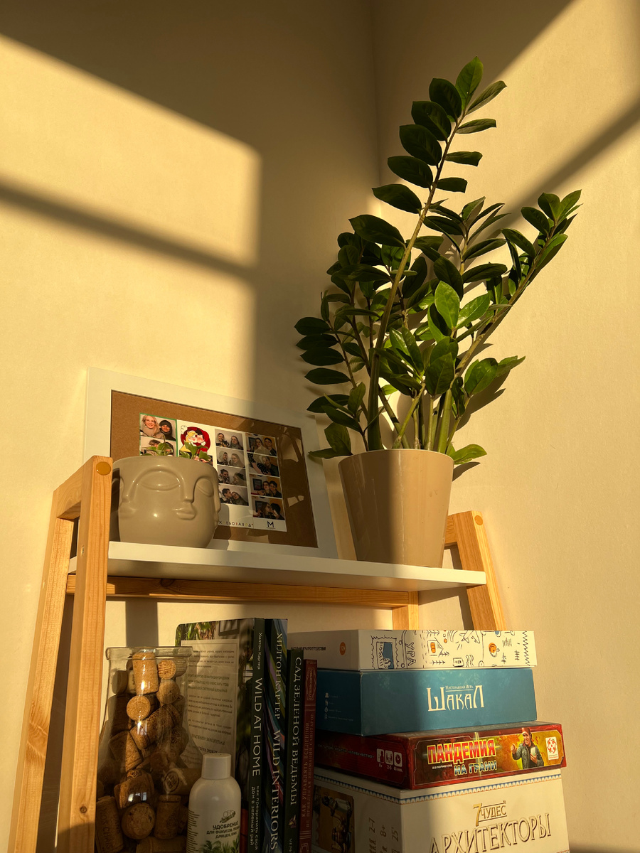 Тот самый замиокулькас 