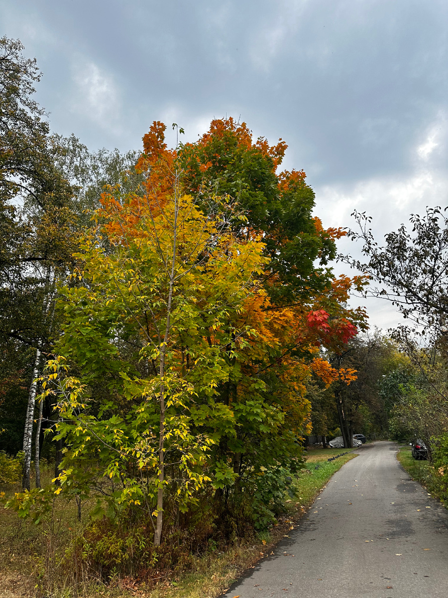 Вчера наконец увидела вот эти волшебные краски 🍁