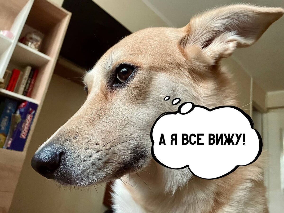 Фиби намекает