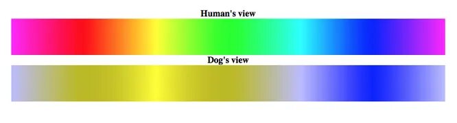 Как видят цвета люди и собаки
