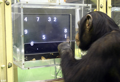 Фото взято с данного сайта https://geneticliteracyproject.org/2014/09/12/chimpanzees-highly-heritable-intelligence-window-on-human-iq/