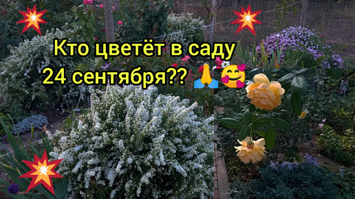 💥Красавицы розы🥰🌹 и их спутники❤, 💥цветут и радуют в конце сентября 🙏😃🥰❤