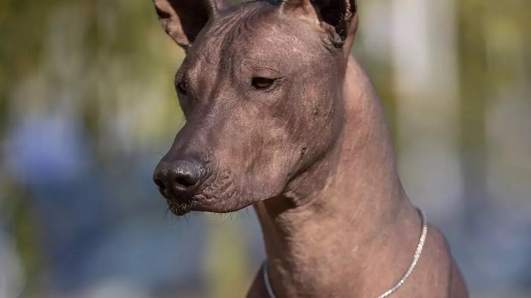     Источник: Telegram-канал «Нижегородская ярмарка»