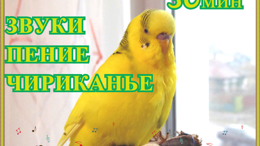 下载视频: ВЕСЕЛЫЕ ЗВУКИ ВОЛНИСТЫХ ПОПУГАЕВ 30 мин. И ВИДЕО С ПОПУГАЯМИ. Budgie Sounds 30 min. МОЖНО ВКЛЮЧАТЬ ПОПУГАЯМ!)