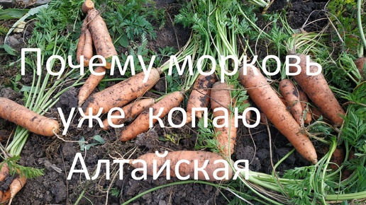 Почему морковь уже копаю. Алтайская.