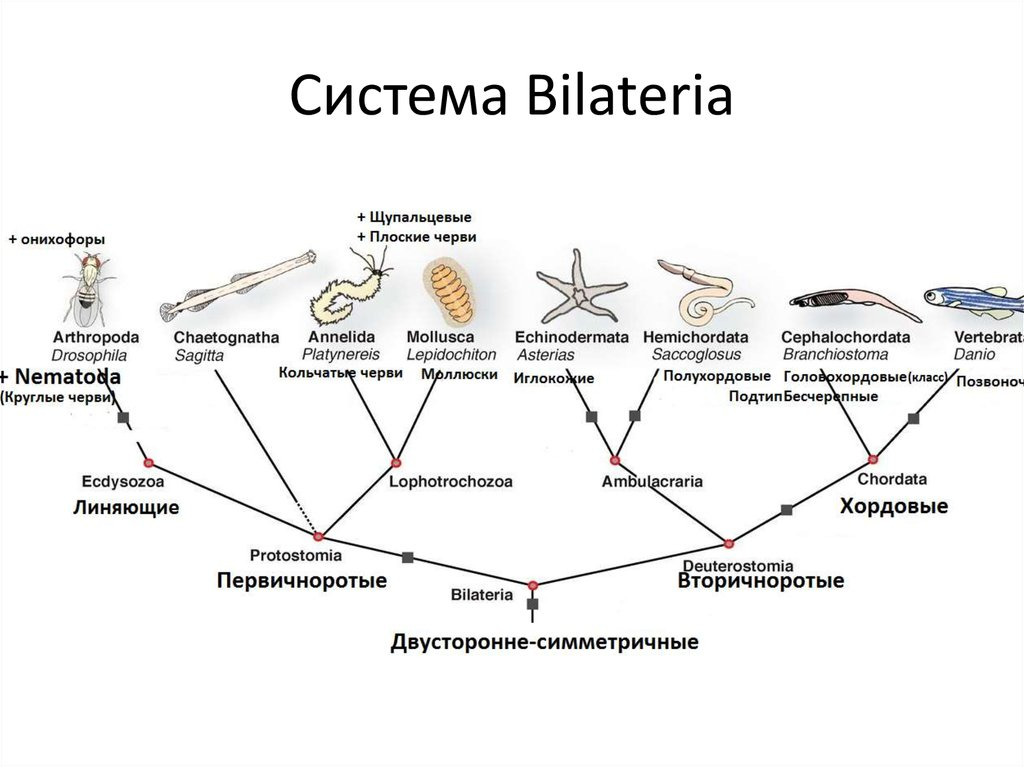 Разнообразие Билатералий