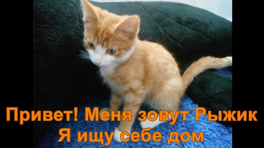 Котенок Рыжик