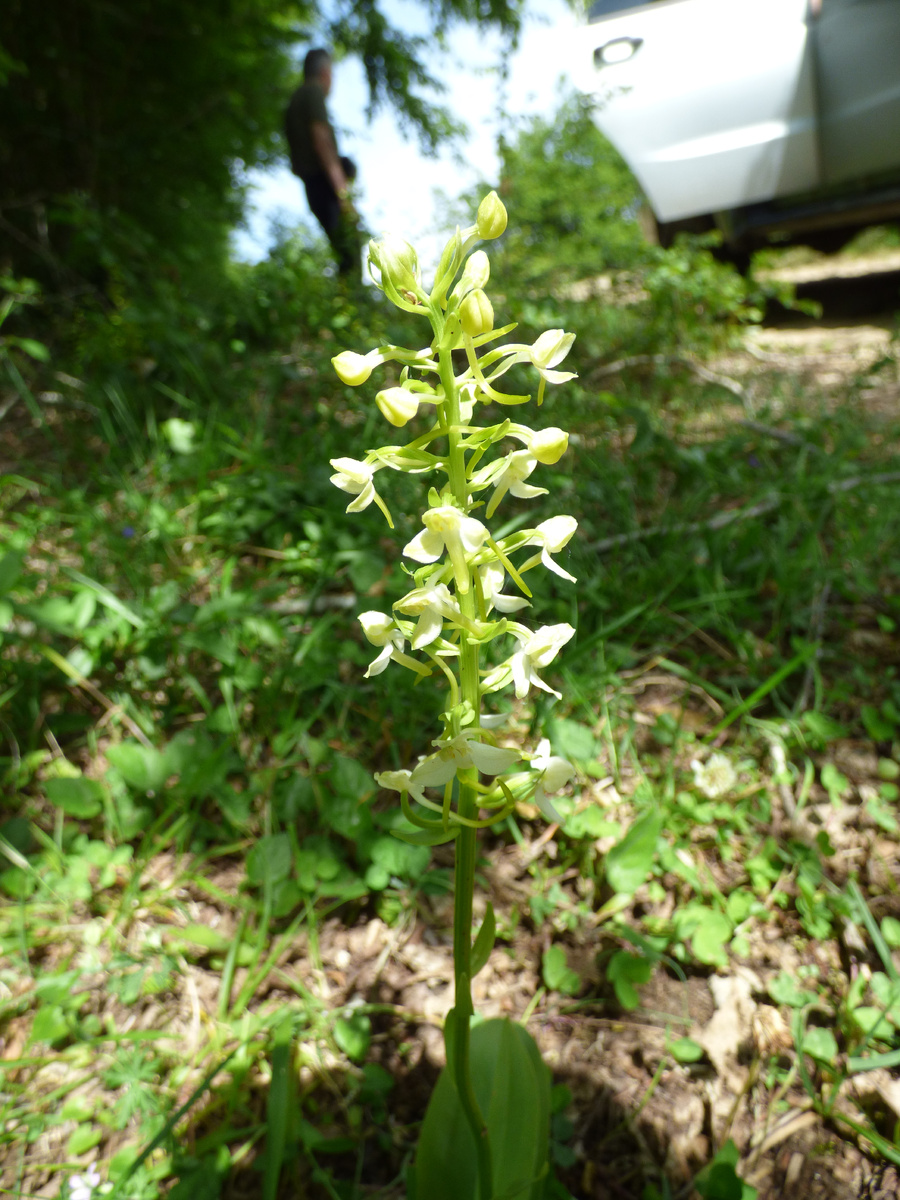 Любка двулистная, семейство Орхидные
