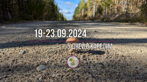 Карелия, сентябрь 2024г. Ягодный отпуск.