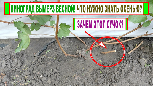 🍇 Будет ли УРОЖАЙ НА ВИНОГРАДЕ, если ЭТОЙ ВЕСНОЙ ОН ПОЛНОСТЬЮ ВЫМЕРЗ? Что такое сучок формирования!