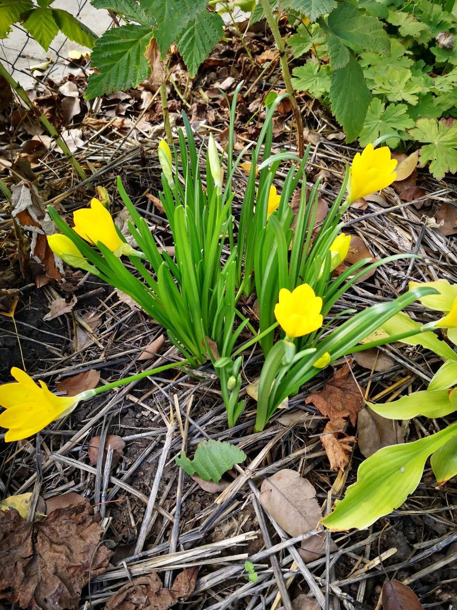 Штернбергия желтая (Sternbergia lutea)  в моем саду