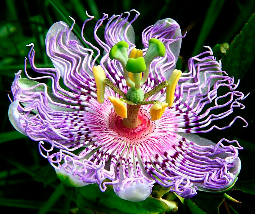 Цветок Пассифлоры