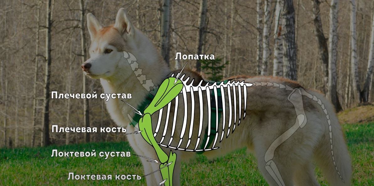 Устройство передних конечностей собаки