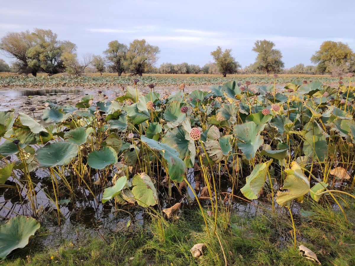 лотос после спада воды