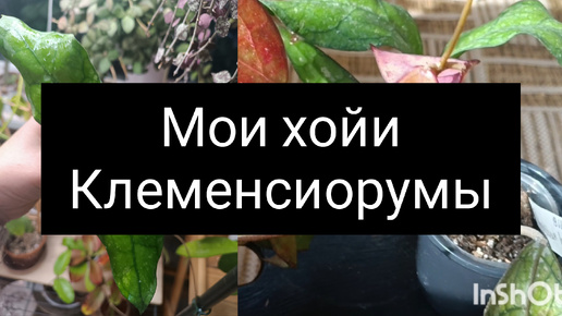 Хойи Клеменсиорумы в моей коллекции