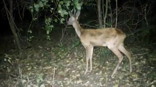 Видео фотоловушки