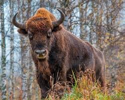 Зубр гуляет в лесу