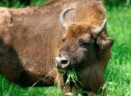 Зубр ест травку