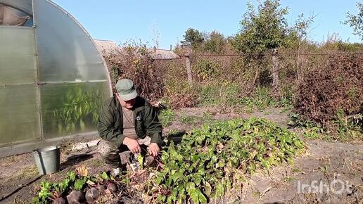 Осенние дела на огороде. Уборка моркови и столовой свеклы.