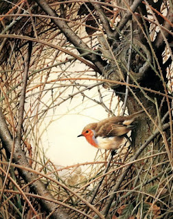 Джеймс Теранс Бонд. Птица в колючем кустарнике