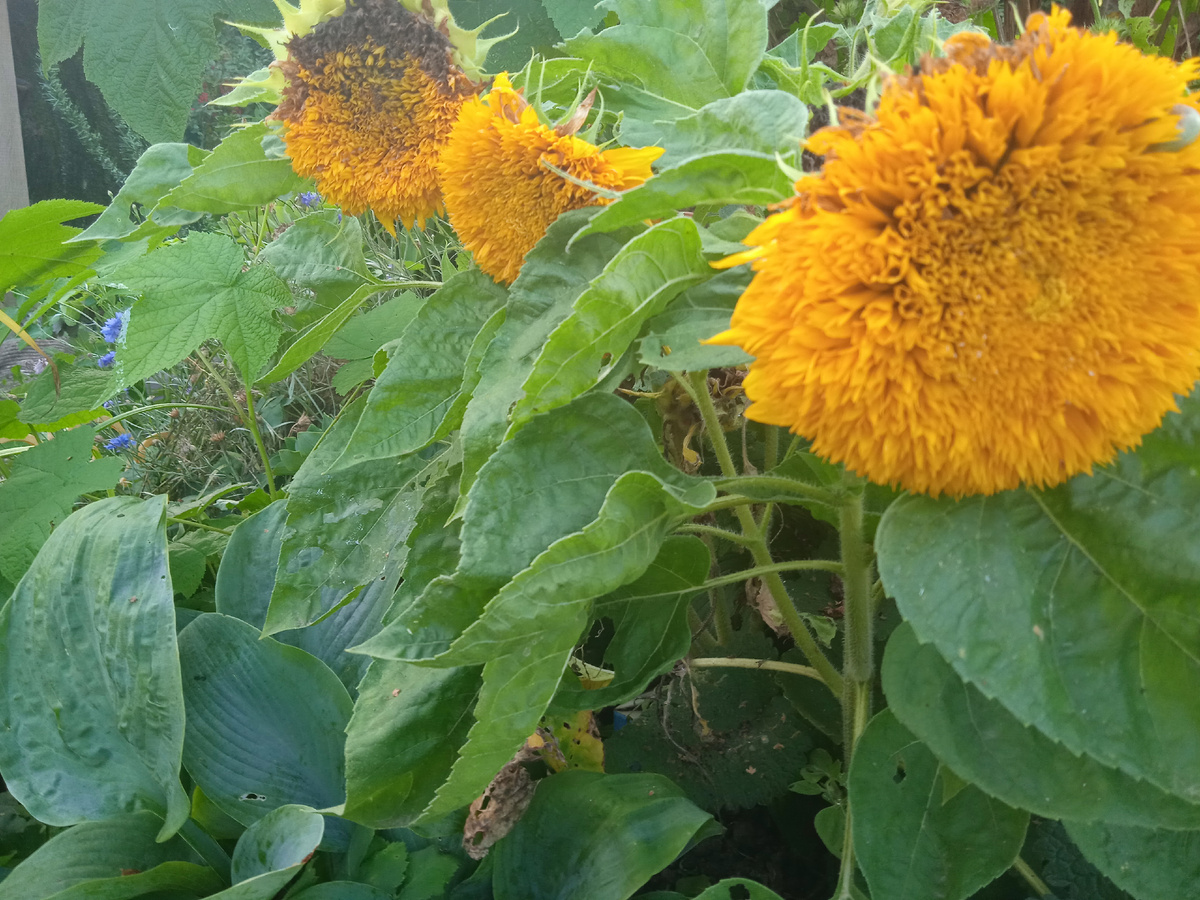 Подсолнух Медвежонок