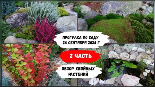 下载视频: Прогулка по саду 24 сентября 2024 г ( 2 часть). Обзор хвойных растений.