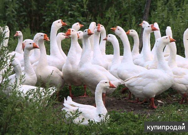Птицы этой породы – настоящие тяжеловесы, средний вес взрослой особи достигает 10 кг. Являются лучшей мясной породой. Гуси Линда выглядят очень красиво, их оперение – ослепительно белое. Порода очень популярна у российских фермеров, т.к. отличаются неприхотливостью, не боятся холода.