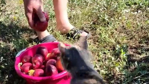 Tải video: Рванули в станичку./..Собрали урожай./Это все, что осталось от сада😟