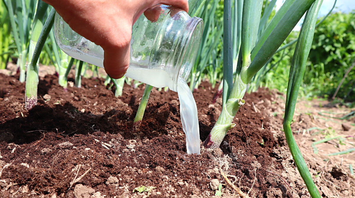 фото из интернета: следование вредным советам, приводящим к засоление почвы