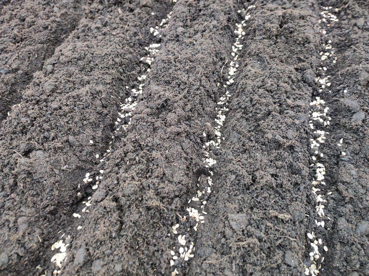 Фото автора, посадка укропа под зиму, начало ноября 2023 года