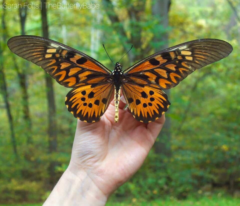 Фото Sarah Folts (The Butterflybabe)