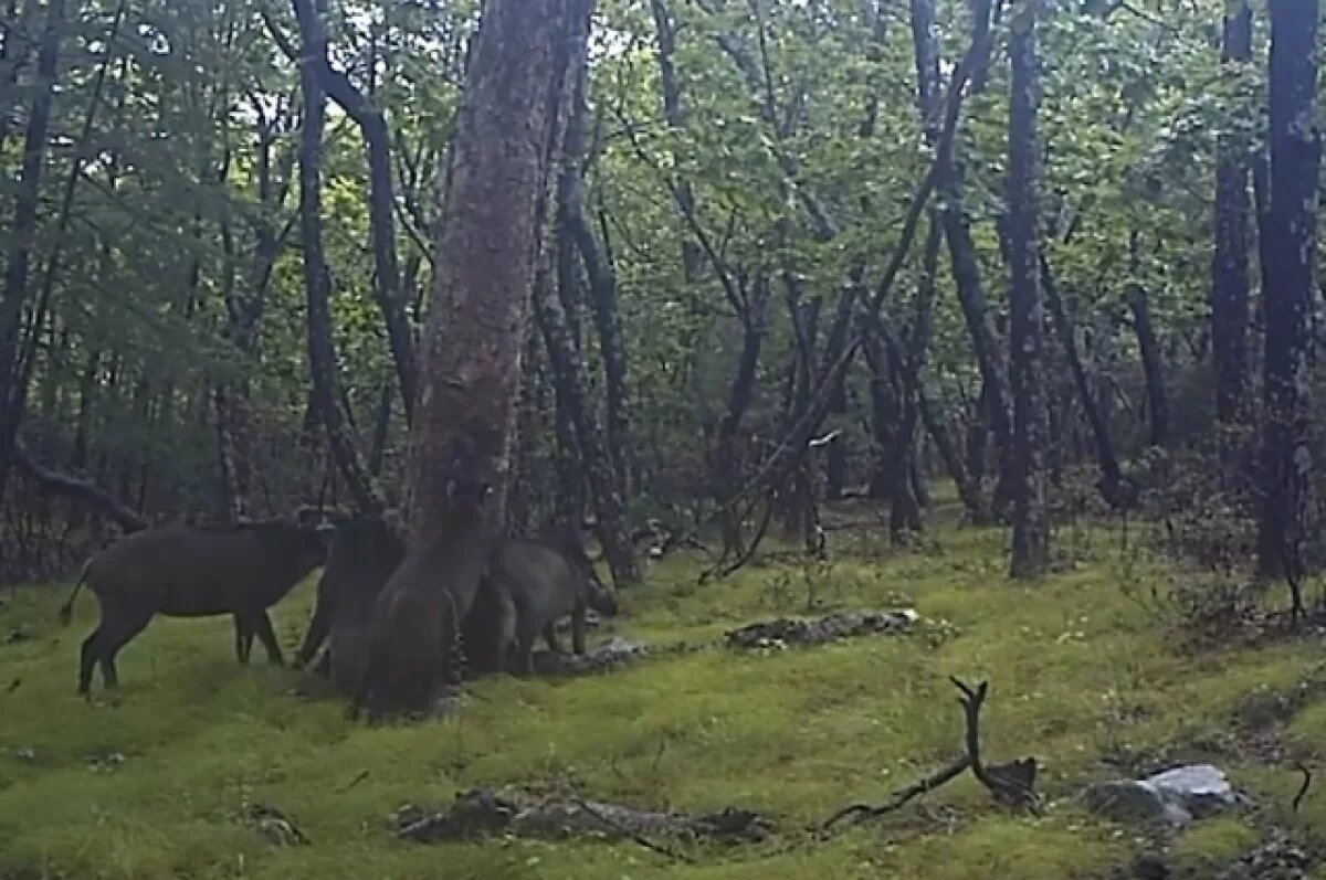    В Приморье сняли на видео, как дикие кабаны танцуют зажигательную ламбаду