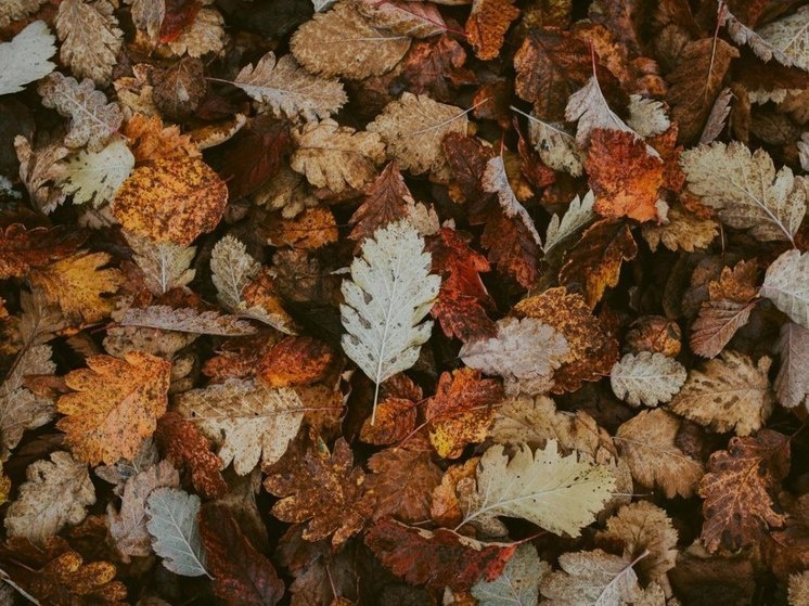     Фото: pexels.com