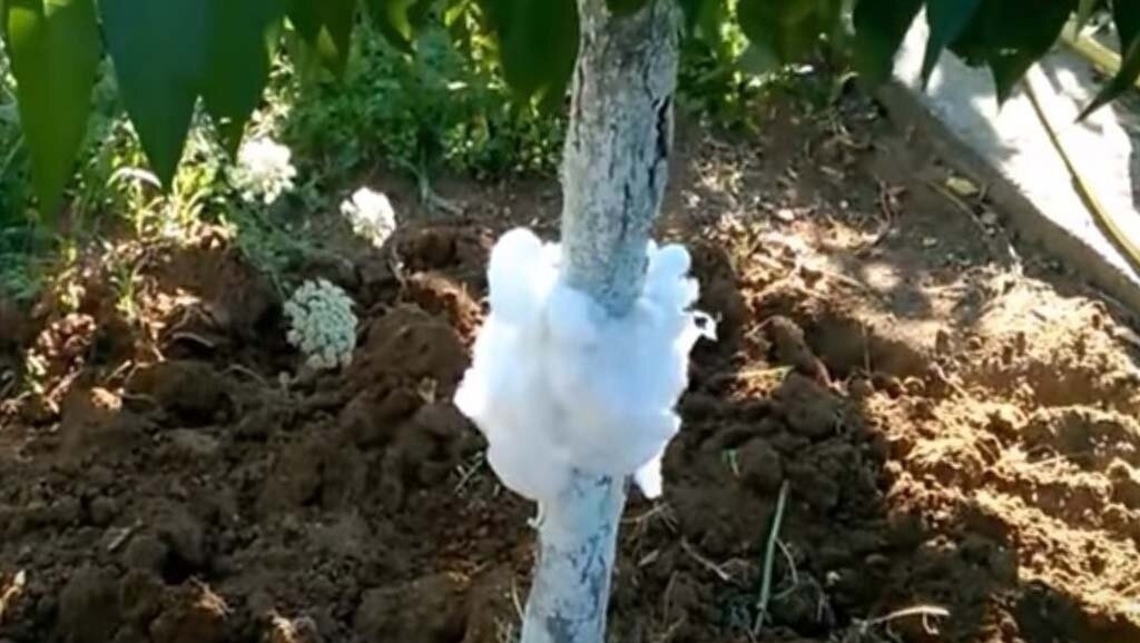 За пять дней до высадки рассады пролейте грунт под огурчики горячей водой.