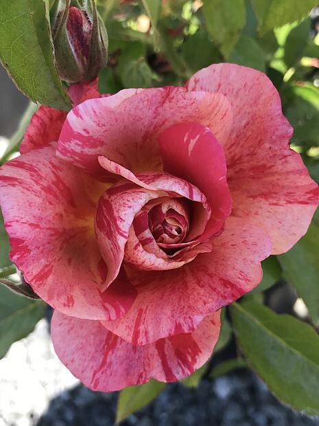 Фото Emerisa Gardens 