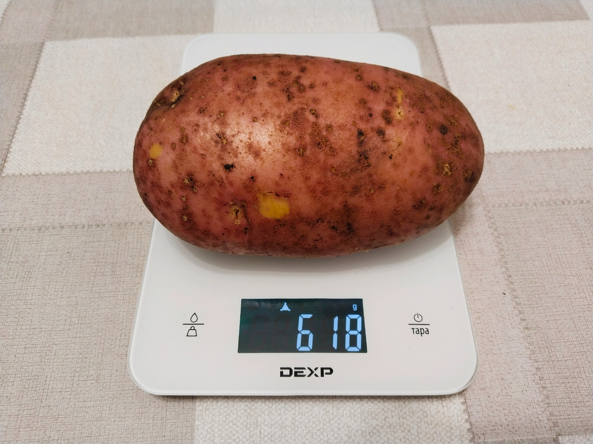 КАртофель сорт Сарпо Уно фото и описание.