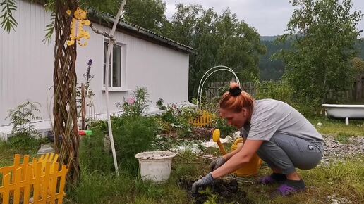 Клематис Тайга 3 группа обрезки Срочная Пересадка Никогда так не делайте!