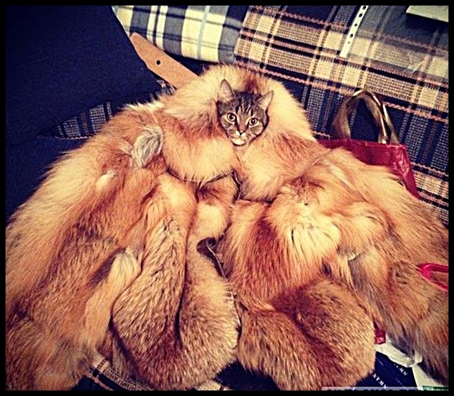 Не мой фасончик!