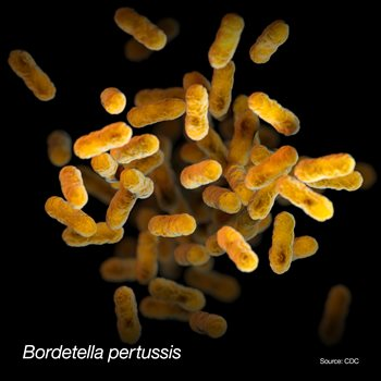 Новорожденные восприимчивы к тяжелым инфекциям, вызываемым Bordetella pertussis. Источник: U.S. CDC