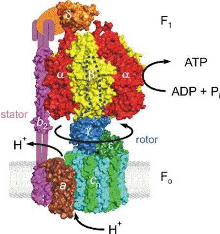 АТФ-синтаза - важный белок для выработки энергии в виде АТФ. Потеря его субъединиц у E. coli приводит к клеточному стрессу и ускоренному старению. Источник: Vik S.B./EcoSal Plus, 2007