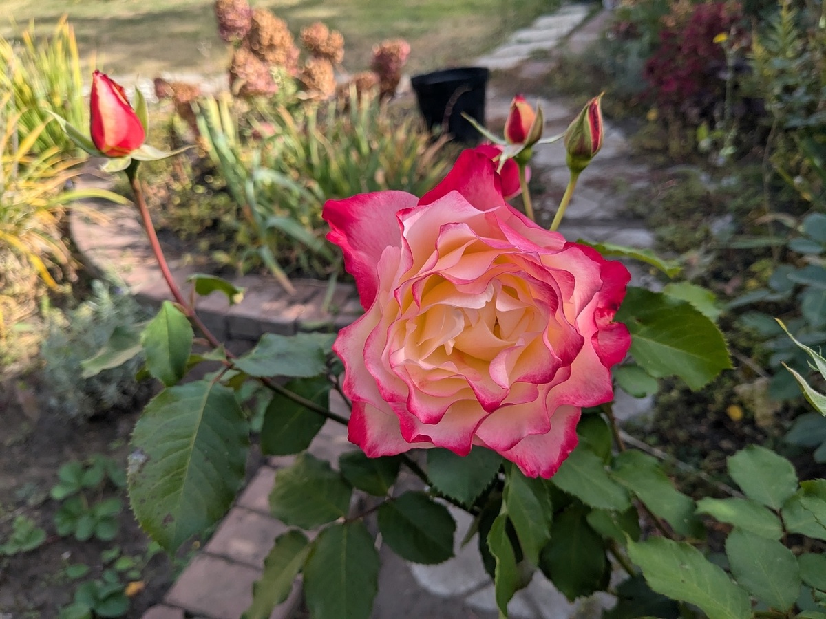 Чайно-гибридная роза, сорт Double Delight