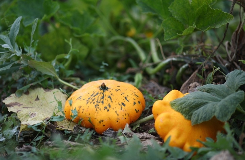     Патиссон — это тарельчатая тыква. Фотография © РИА Новости. Кирилл Брага