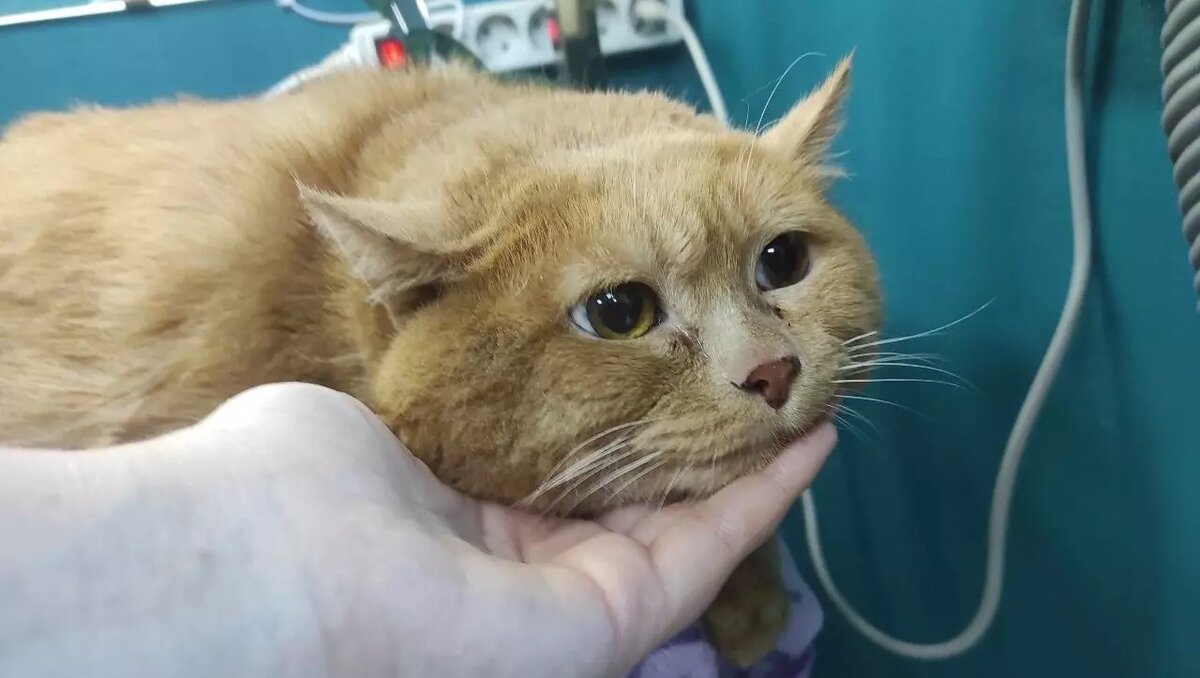     Источник: vk.com/cat_kroshik