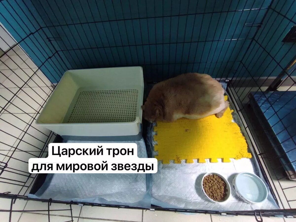     Источник: rehabDogPerm / Telegram-канал
