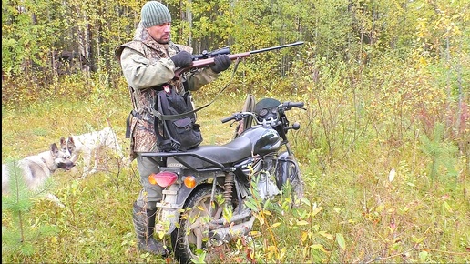 下载视频: Идём в тайгу с собаками на поиски глухаря. Нашёл много ягод. Черника ещё в хорошем состоянии. Завтра приду сюда собирать ягоду на варенье.