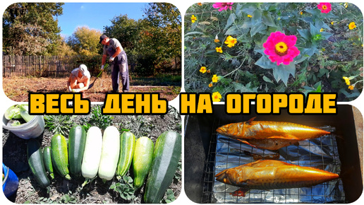 Télécharger la video: КОНЕЦ СЕНТЯБРЯ, А ИХ ВСЁ БОЛЬШЕ И БОЛЬШЕ 🥔🥒🌶🫑🍅 ЗАКОПТИЛИ ВКУСНУЮ РЫБКУ, СКУМБРИЮ 😋 НАША ДЕРЕВНЯ 🏡